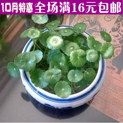 水培植物铜钱草金钱草花卉盆栽盆景防电脑辐射办公绿植净化空气