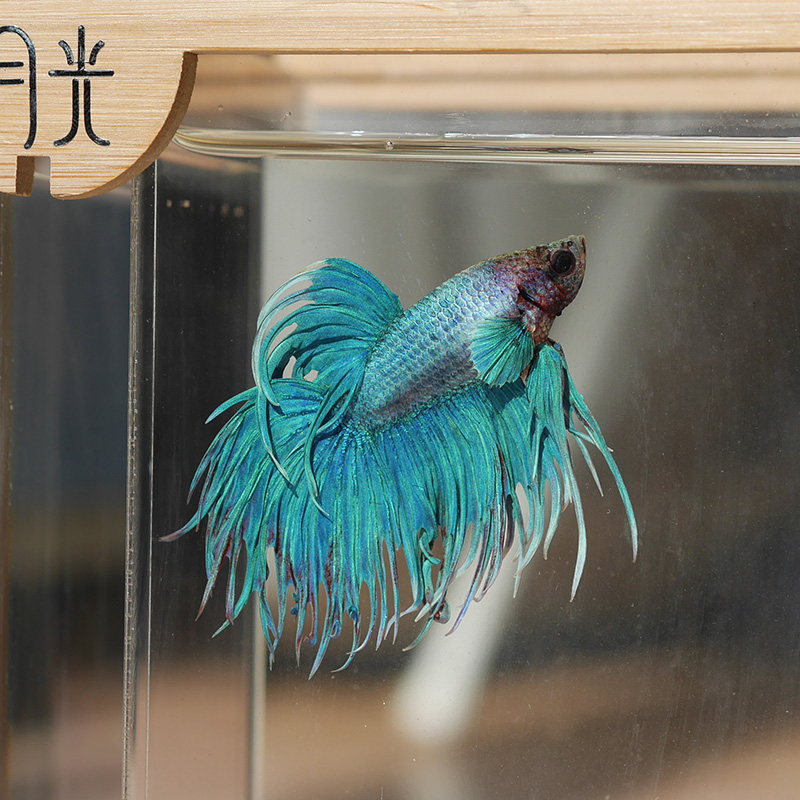 泰国生态懒人斗鱼缸迷你小型创意亚克力LED灯