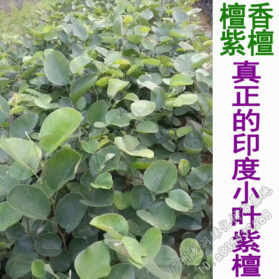 印度小叶紫檀苗 檀香紫檀树苗 小叶紫檀苗珍稀树种盆景苗