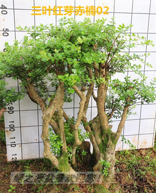 花卉盆栽野生小叶赤楠树桩熟桩盆景微景观办公桌庭院植物特价优惠