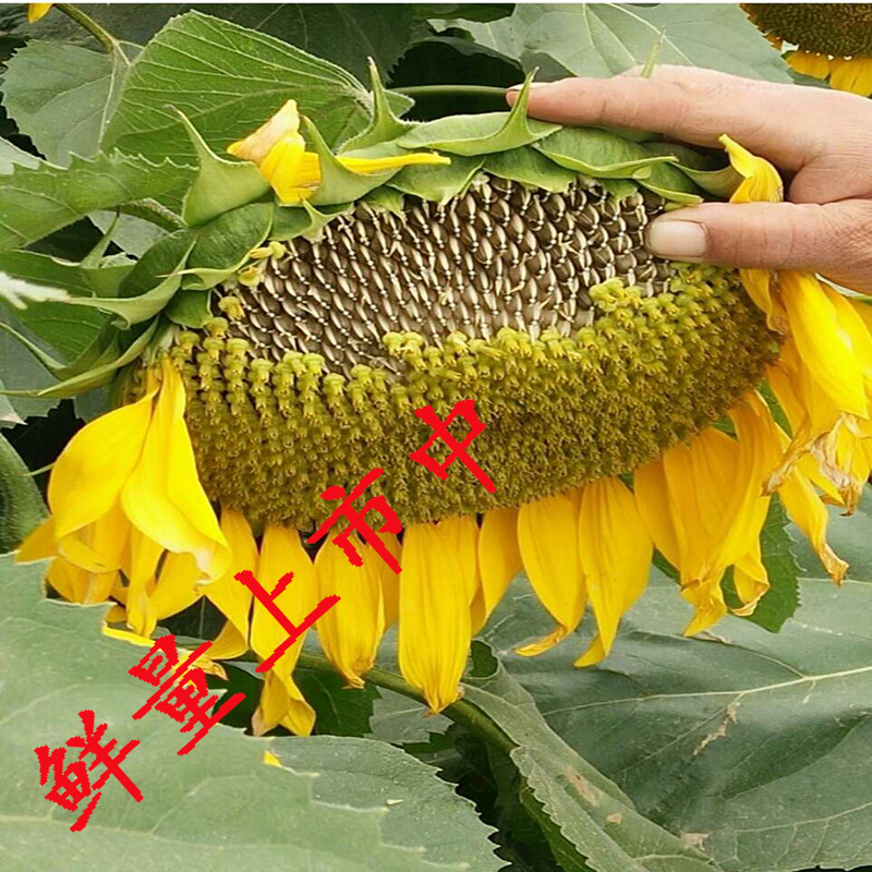 内蒙古特级 大生瓜子 生葵花籽 整个带花盘 特产 可种子开花包邮