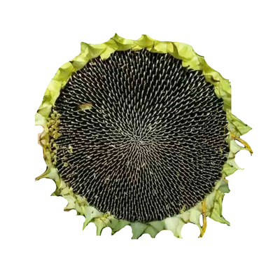 2017新鲜向日葵瓜子原味农家现摘葵花籽带花盘花托可留种入药新货