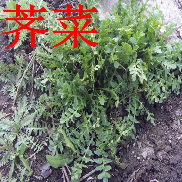 夏季播野生蔬菜种子荠菜籽四季阳台种菜盆栽易活植物青菜苗包邮