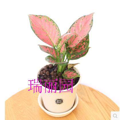 如意盆栽花卉室内万年红办公室盆栽粗勒草万年青水培植物盆景