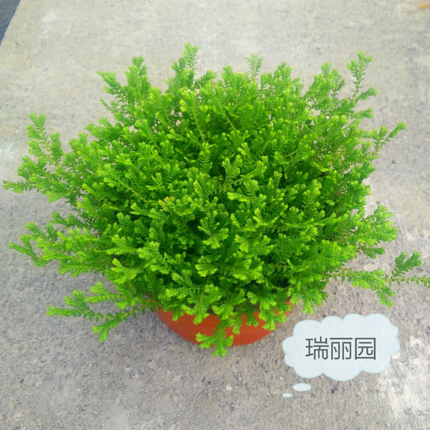 包邮出售室内花卉绿植小型盆栽翠云草幸福草吉祥草珊瑚蕨绿植盆栽