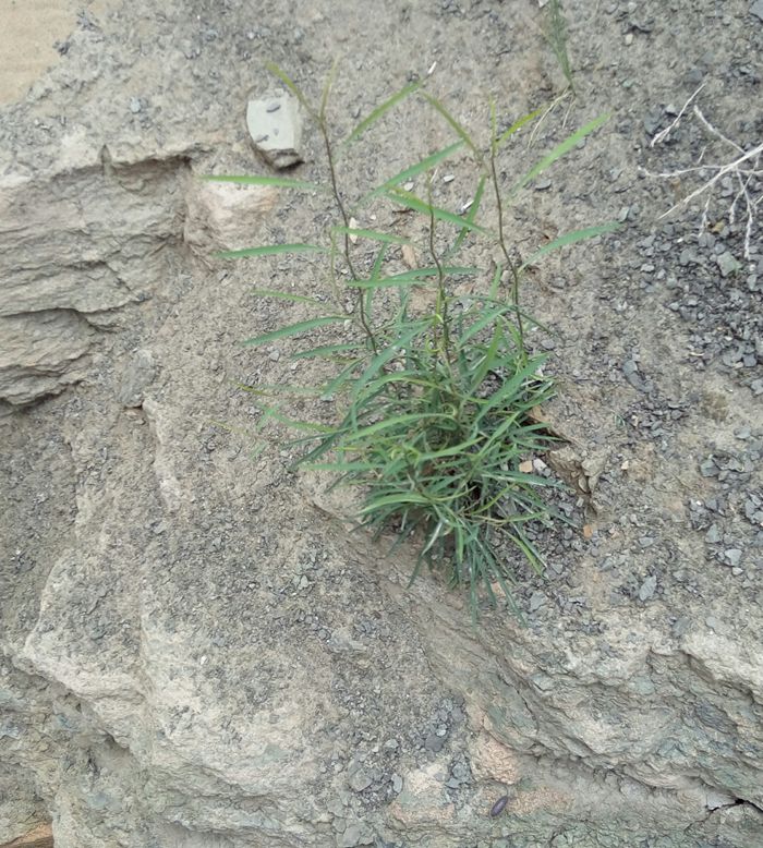 中草药材疏肝山西柴胡条纯野生柴胡根红柴胡北柴胡根特价一斤包邮