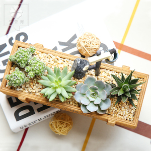 观音莲多肉植物组合