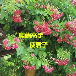 攀援使君子花苗驱蚊虫香兰草盆栽植物五彩夜来香树苗藤本花卉绿植