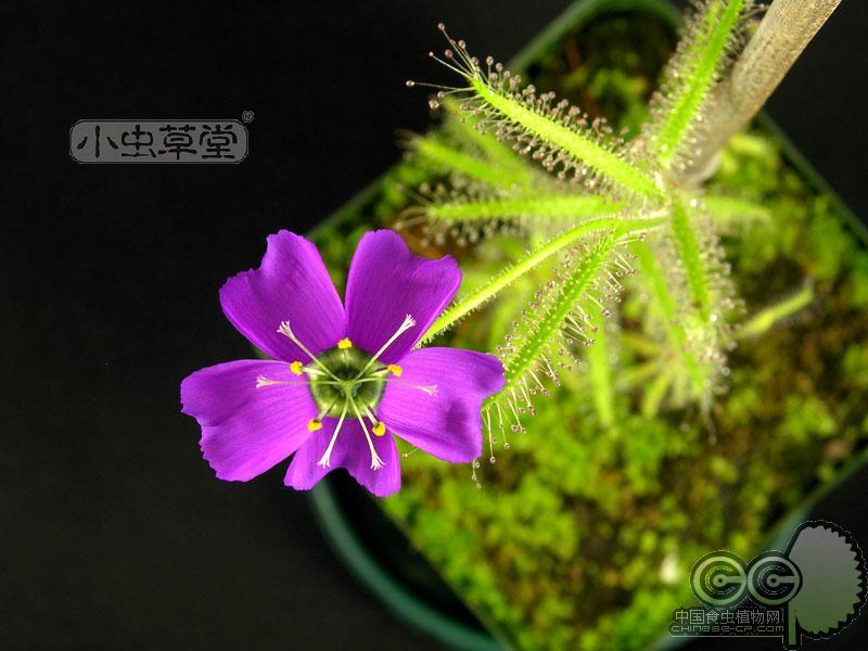 食虫植物-岩蔷薇茅膏菜(d.cistiflora)稀有大花直立茅