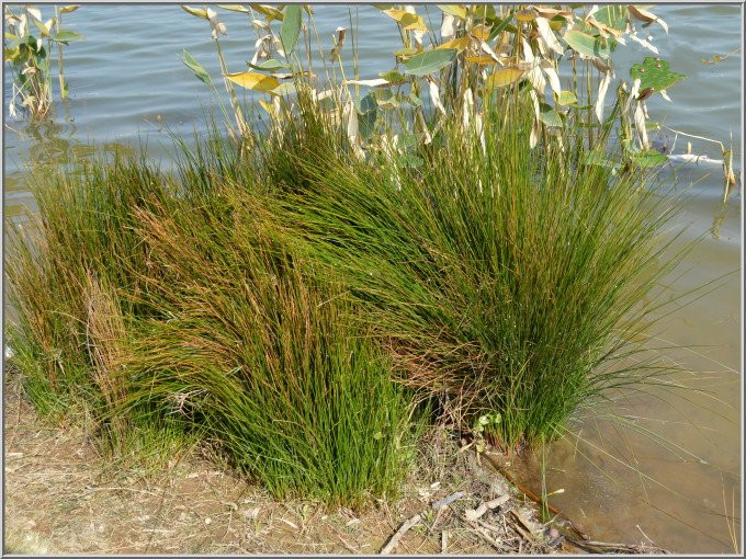 水生植物 灯芯草 野生灯心草苗 湿地种植挺水植物池塘绿化造景