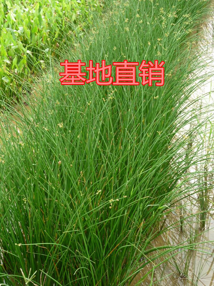 水生植物 灯芯草 野生灯心草苗 湿地种植挺水植物池塘绿化造景