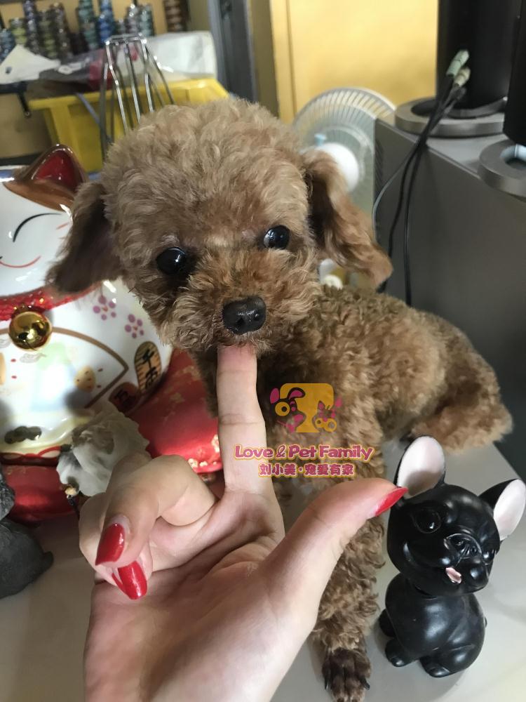 宠物狗狗泰迪犬幼犬活体出售贵宾泰迪幼犬活体小体灰色泰迪幼犬