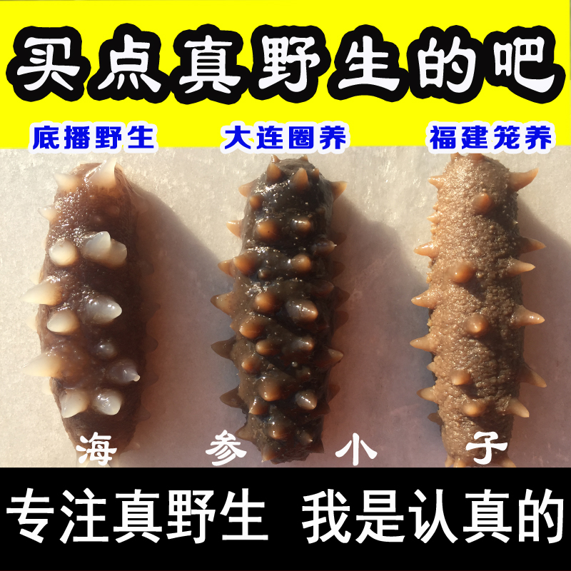 我只卖真正的野生海参 此款是深水老淡干海参礼盒刺参辽参干货50g
