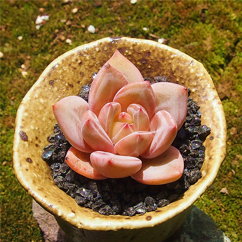 淘多肉 粉黛香槟粉香槟优选暗纹多肉植物肉肉植物进口多肉云南