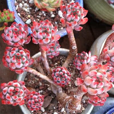 贝尔罗斯 韩国进口多肉植物一物一拍多肉老桩