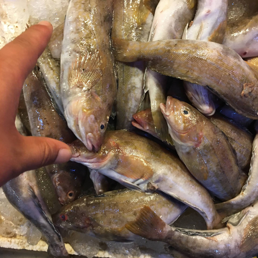 新鲜黄鱼/非黄花鱼 1斤3-4条 肉嫩味鲜 海杂鱼 大连渤海特产海鲜