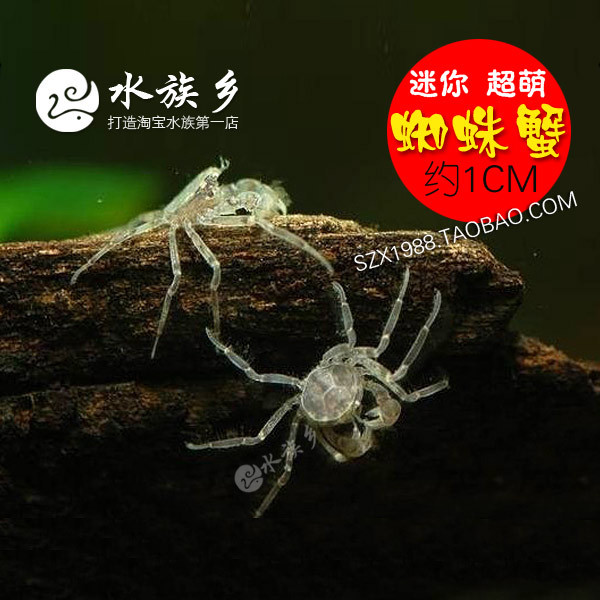 迷你蜘蛛蟹 除涡虫 虾缸除虫 不吃小虾水草 水族