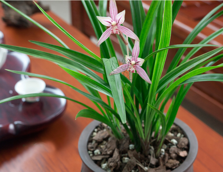 精品珍藏建兰四季兰花苗 国魂 夏带花苞出售 好养花卉绿植盆栽