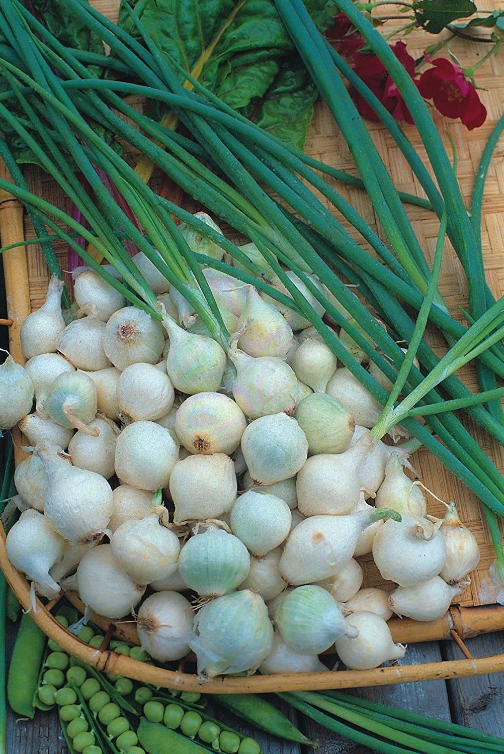 英国进口spring onion paris silverskin 春季白色小洋葱种子10粒