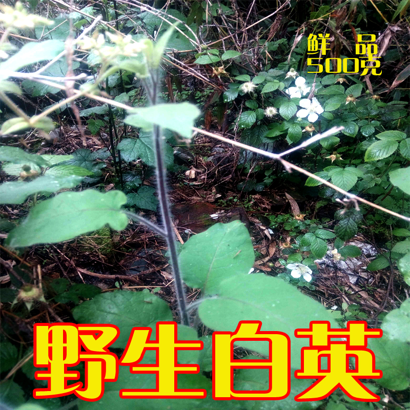 新鲜天然野生白毛藤蜀羊泉毛千里光毛风藤排风藤白英葫芦特产