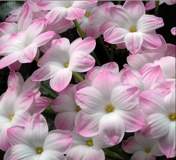 现货 风雨兰胖丽丽zephyranthes sp. labuffarosa "lily pies"