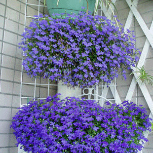 花种子翠蝶花花半边莲六倍利花卉种子阳台吊兰盆栽2元100粒