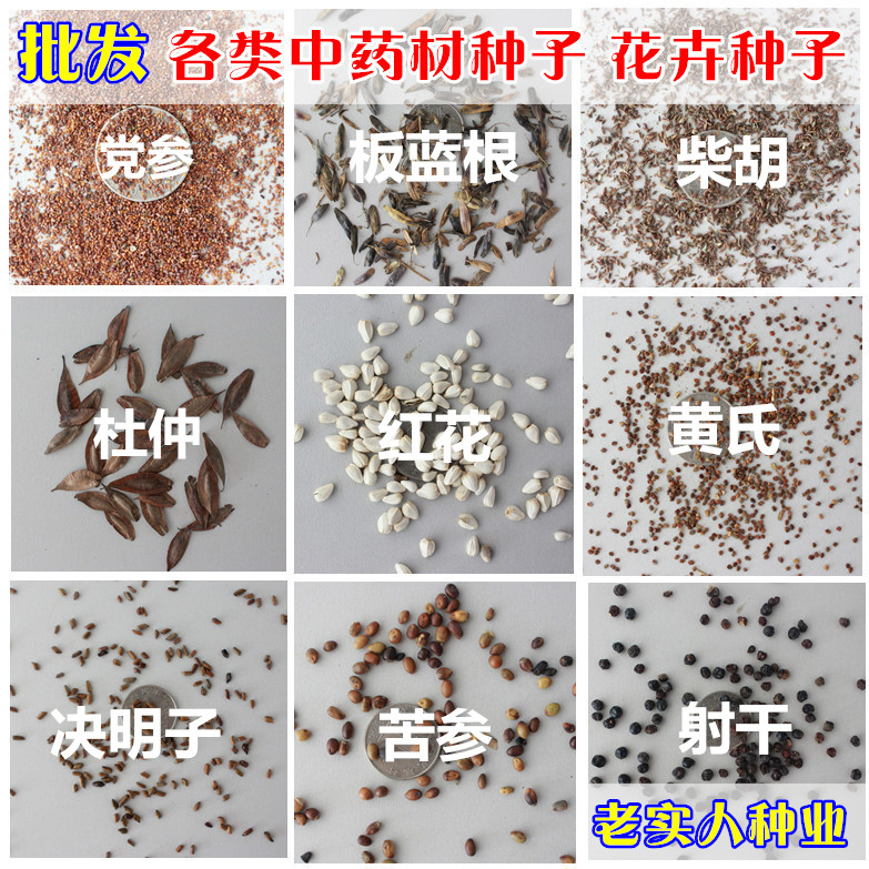 中药材种子板蓝根桔梗党参黄芩柴胡白术黄芪红花射干大黄丹参种子