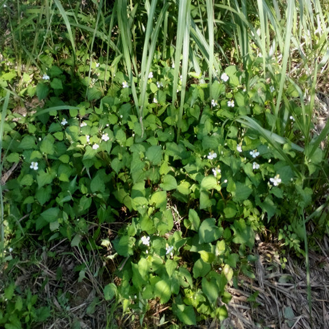 农家自晒野鱼腥草干凉茶新鲜折耳根中药材草药包邮