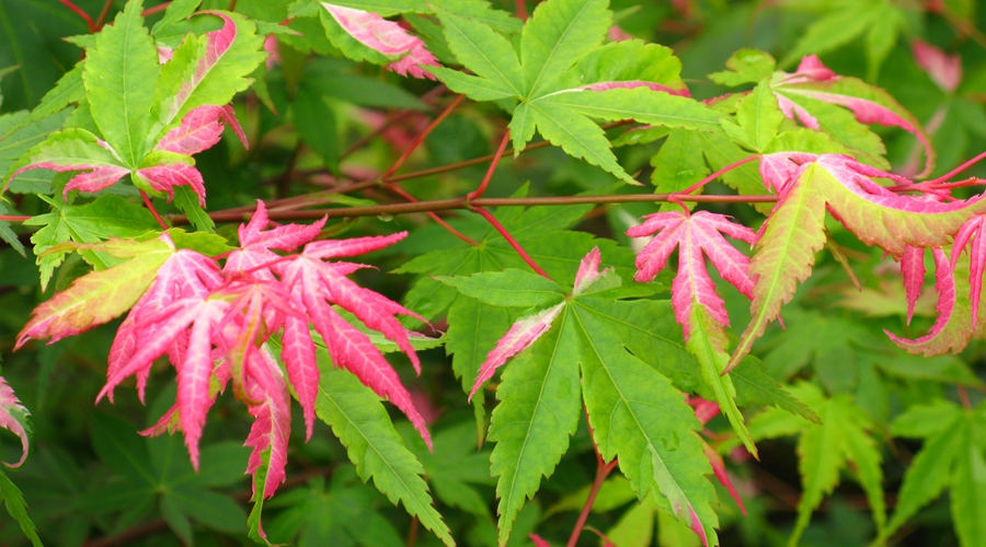 幻彩acer palmatum oridono nishiki进口日本枫红枫鸡爪槭槭枫树