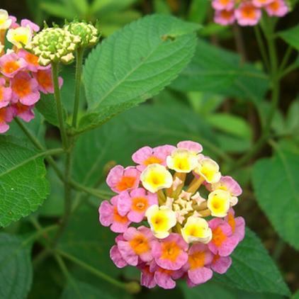 新鲜草野生现采刺苏五色梅 感昌根 马缨丹 臭花头500克顺丰航空