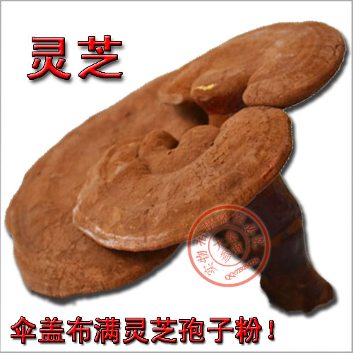 长白山椴木灵芝 带孢子粉赤灵芝 东北林下紫灵芝切片  包邮