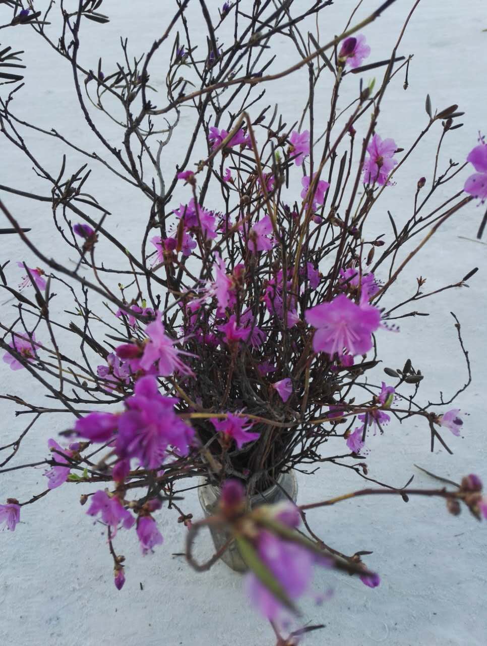 买2送1干杜鹃花枝金达莱达达香达子香花枝映山红干柴烈火花枝