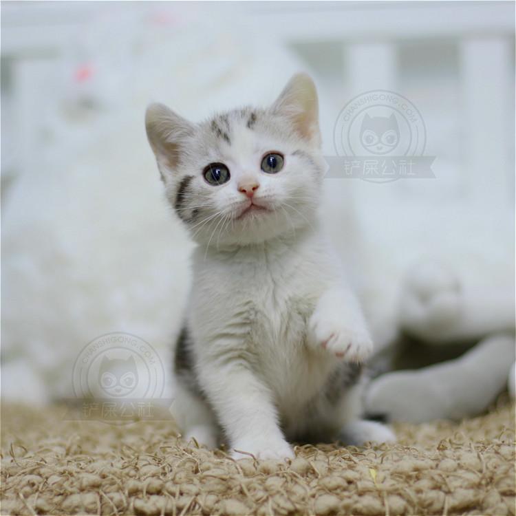 美短 美短猫 起司猫 美国短毛猫 美短加白 美短猫活体