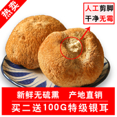 包邮 古田农家自产猴头菇干货猴头菇粉500g买二送银耳 一斤39.8元