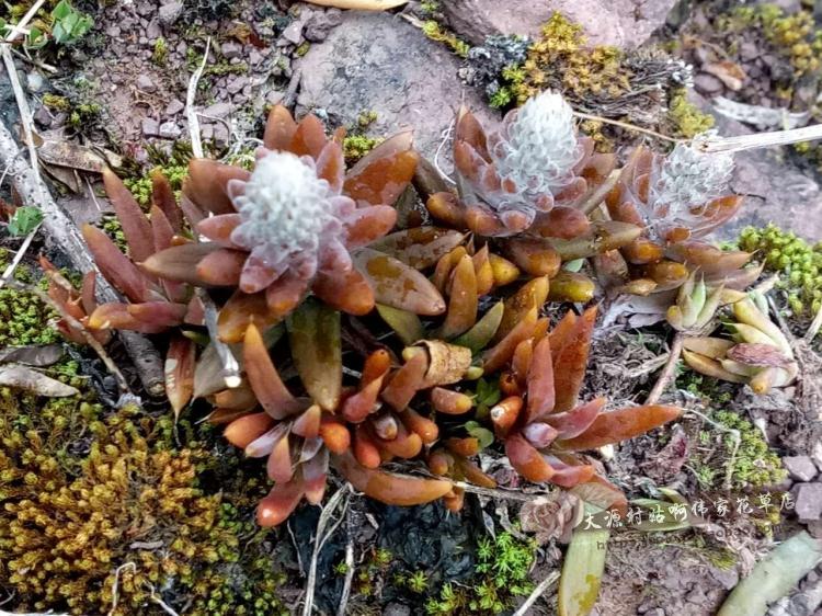 野生多肉植物瓦松|办公室桌面花卉超值fang辐射绿植花盆盆栽 爆款