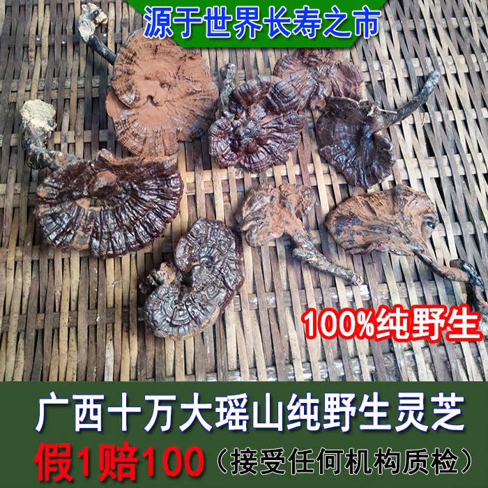 广西大瑶山野生紫灵芝黑灵芝片破壁孢子粉特技大林芝可切片打粉