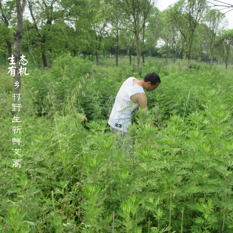 查看淘宝正宗野生艾草干艾叶新鲜500g艾蒿 洗澡泡脚药包艾柱条蕲艾纯