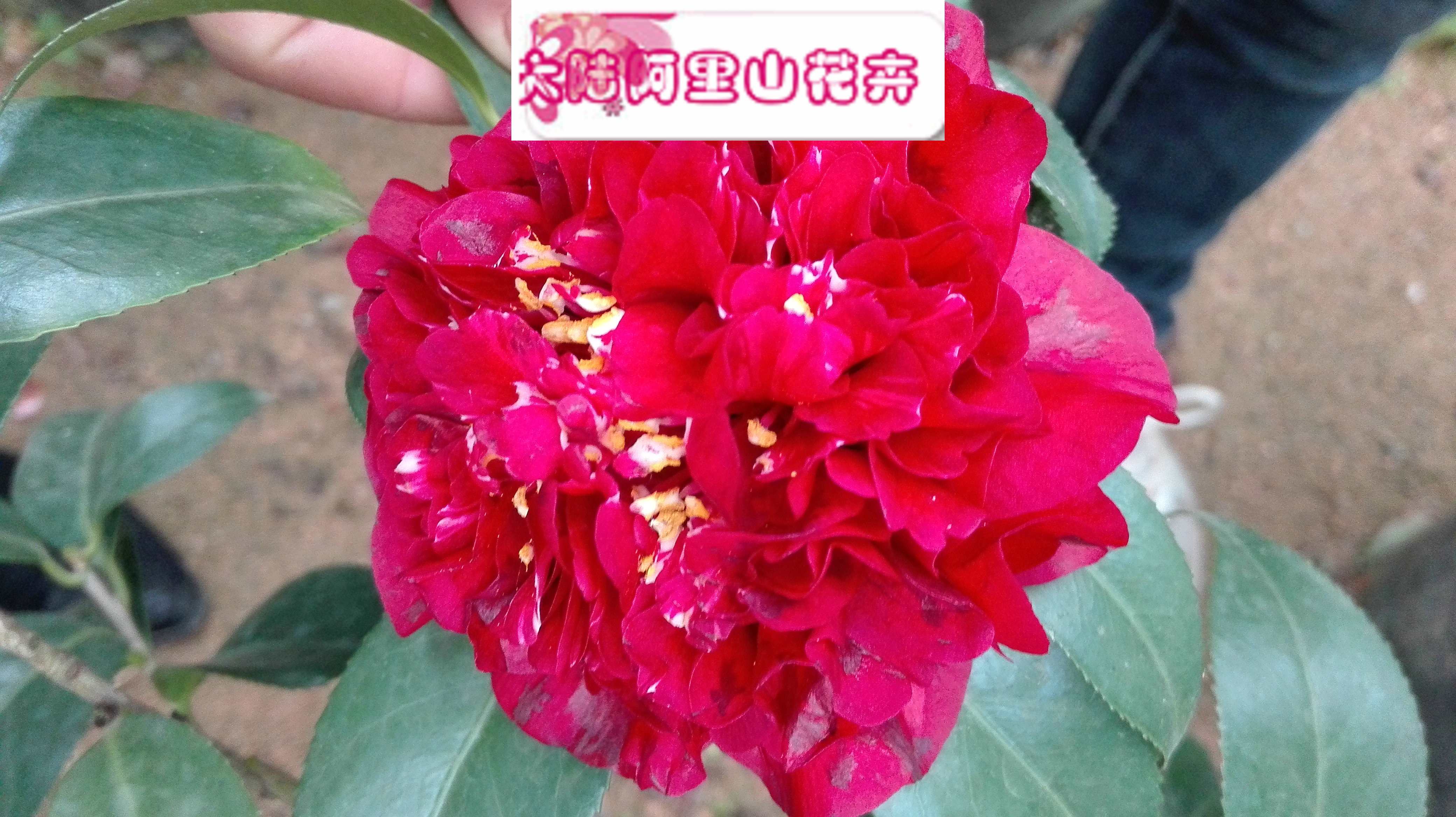 珍稀兰花将亮相北京植物园“鲜花庙会”-千龙网·中国首都网