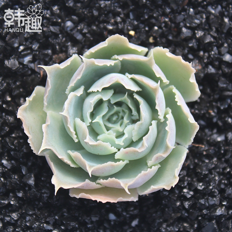 韩趣多肉 蓝丝绒 精选多肉植物花卉办公室组合防辐射多肉绿植盆栽