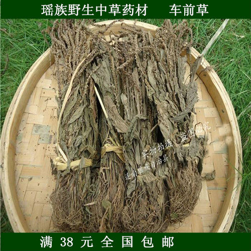 野生中草药材 车前草车轱辘菜  另有金钱草海金沙出售一斤包邮