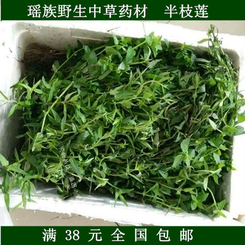 野生中草药材 新鲜半枝莲支莲 另有新鲜白花蛇舌草出售 两斤包邮