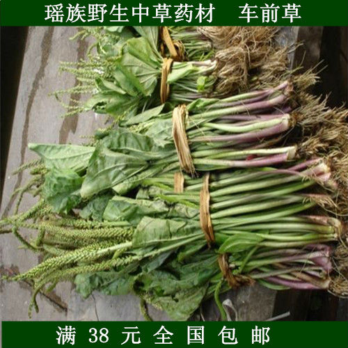 新鲜现采野生中草药材 车前草车轱辘菜 另有金钱草出售散装特价