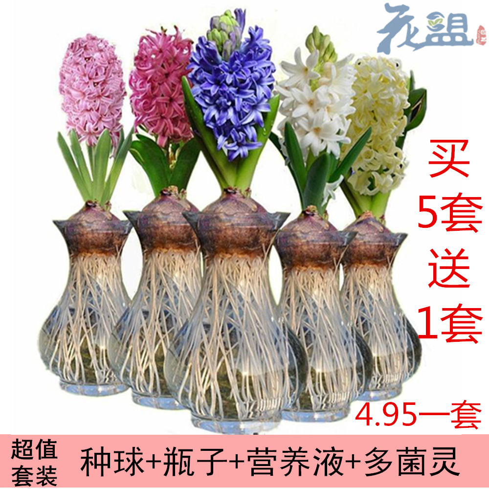 风信子种球水培套餐室内水培绿植盆栽植物花种子多肉植物百合种球