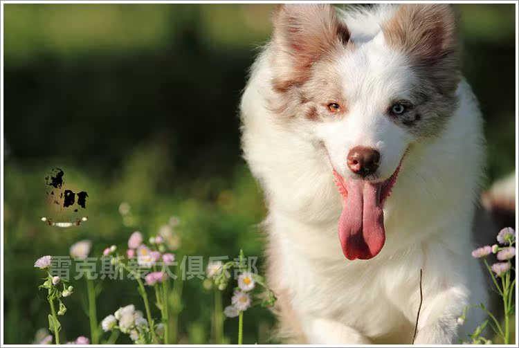 美国登录冠军06年美国排行四直孙赛级红陨石边牧边境牧羊犬恰克