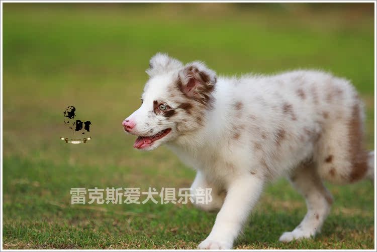 赛级双血统边牧/边境牧羊犬幼年犬畜牧犬红陨石小公7dd中型犬中毛