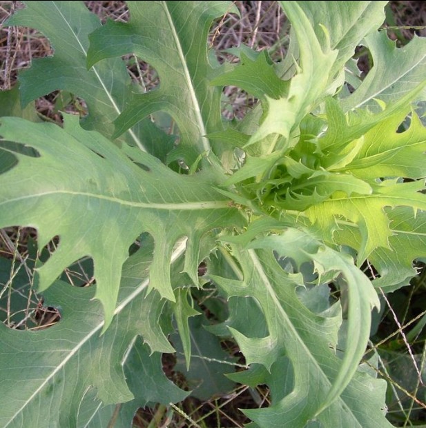 黄花败酱草种子南败酱草苦益菜大清叶苣荬菜苦菜子苦菜苦麻菜种子