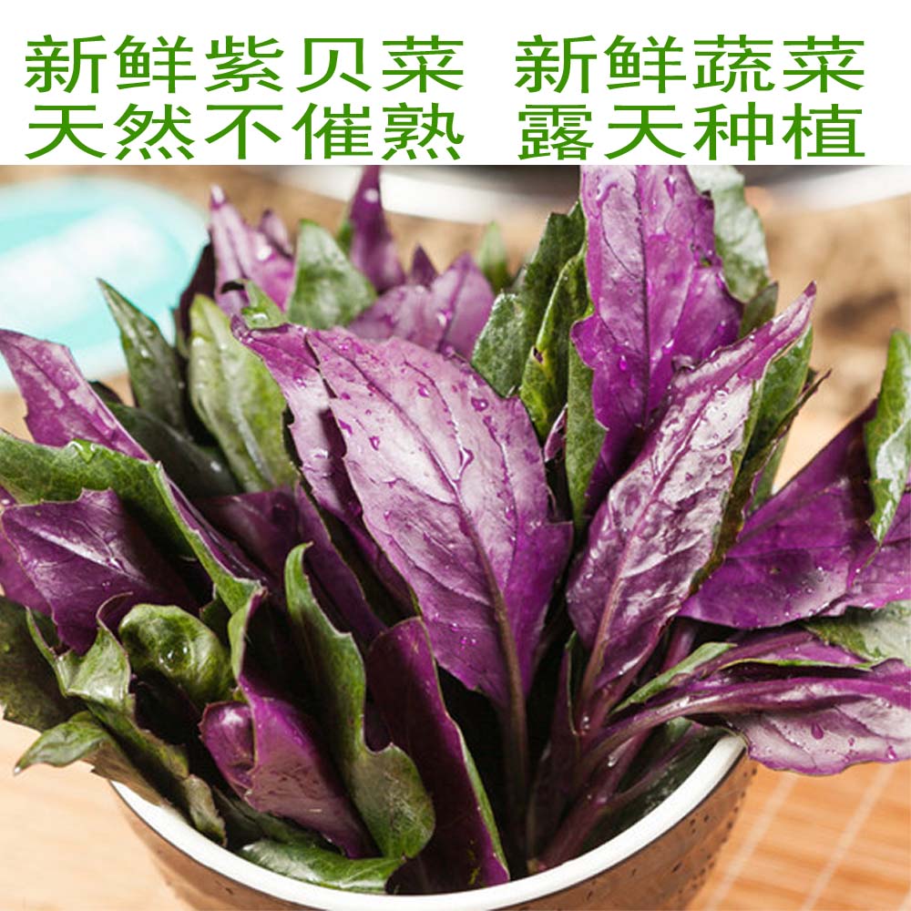 新鲜蔬菜 新鲜紫贝菜 紫贝菜 家常菜 500g/份 顺丰快递天然无催熟