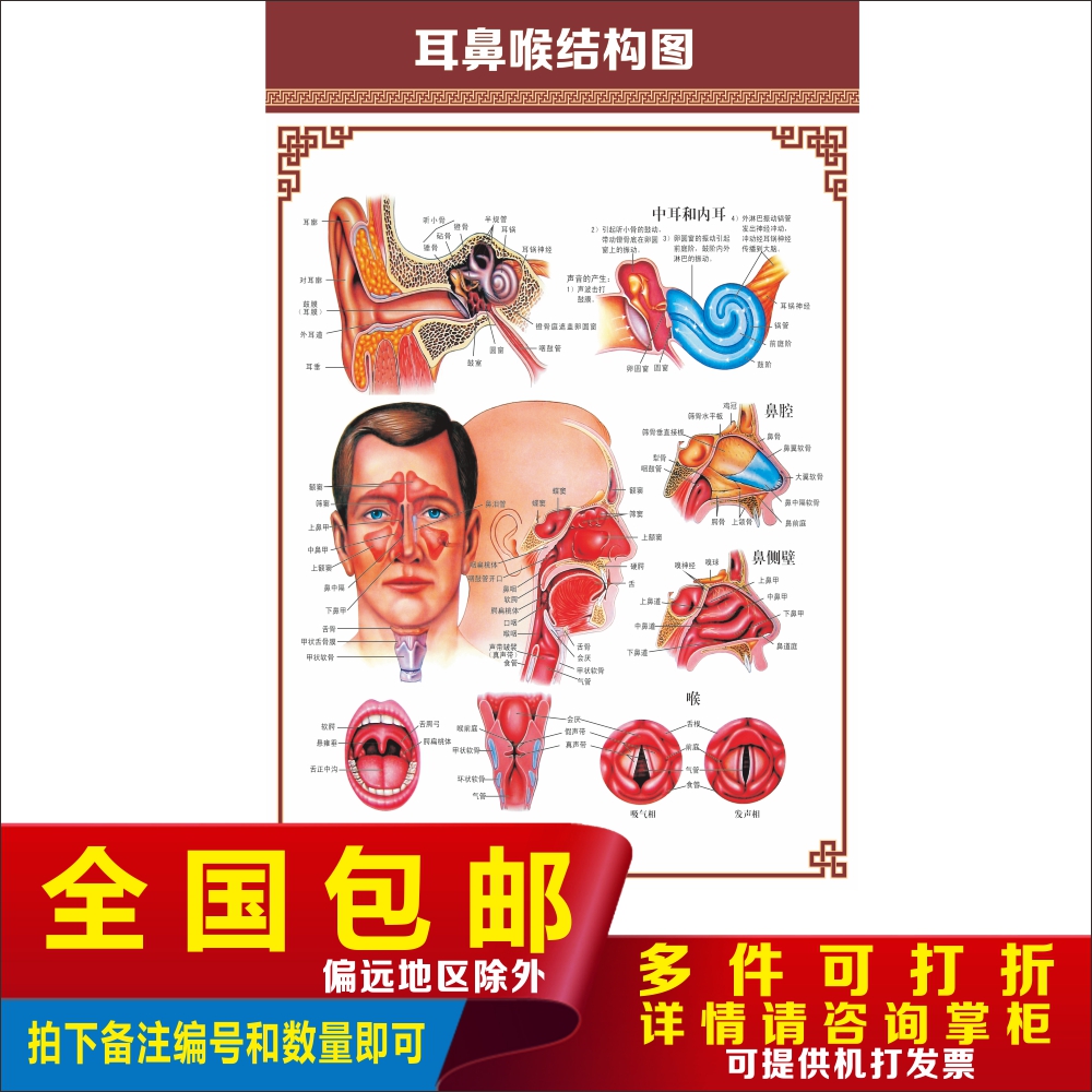 女性生殖系统子宫示意图医学宣传挂图人体器官解剖图医院布置海报