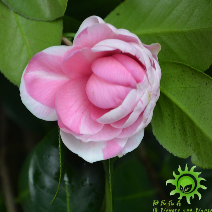 福建山茶花复色山茶庭院盆栽花卉绿植七仙女茶花特价销售