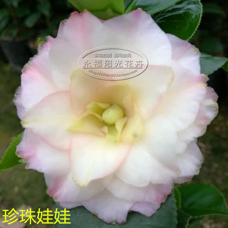 盆栽茶花树苗珍珠娃娃茶花苗新品庭院绿植花卉永福阳光花卉正品